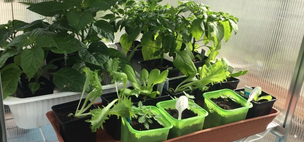 Chilin ja salaatintaimia kasvihuoneessa.