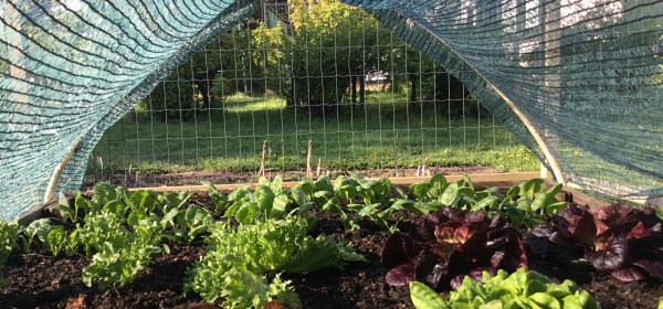 Salaatteja kasvimaalla varjostusverkon alla.
