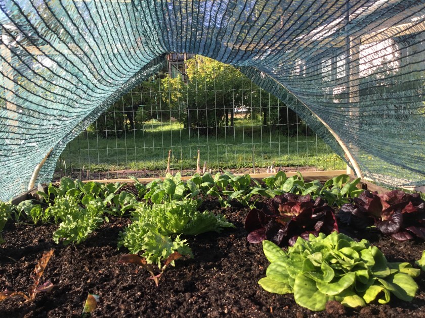 Salaatteja kasvimaalla varjostusverkon alla.