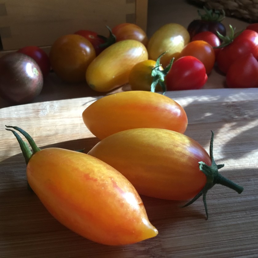 Tomaatti Artisan Blush Tiger