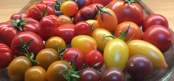 Eri värisiä, eri kokoisia ja eri muotoisia tomaatteja lautasella.