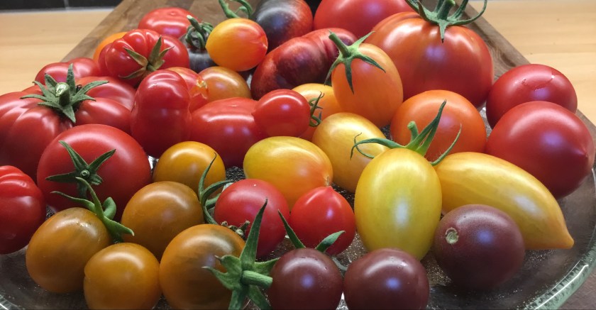 Eri värisiä, eri kokoisia ja eri muotoisia tomaatteja lautasella.