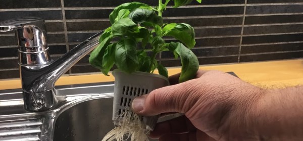 Basilika ja sen juuret vesiviljelyruukussa.