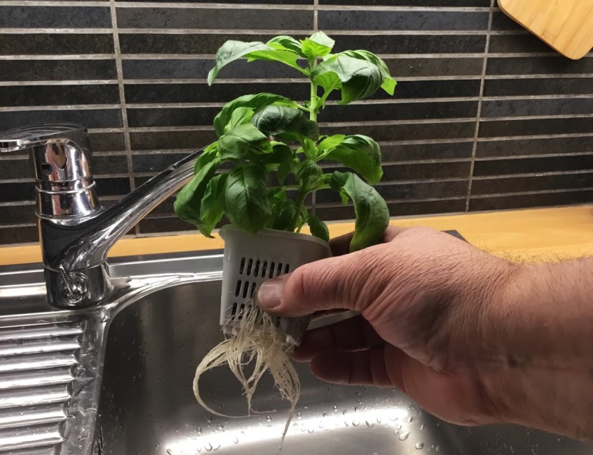 Basilika ja sen juuret vesiviljelyruukussa.