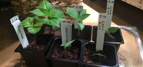 Kuusi pientä chiliä taimiruukuissaan.