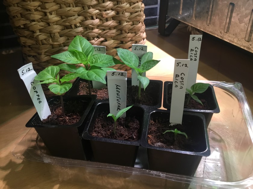 Kuusi pientä chiliä taimiruukuissaan.