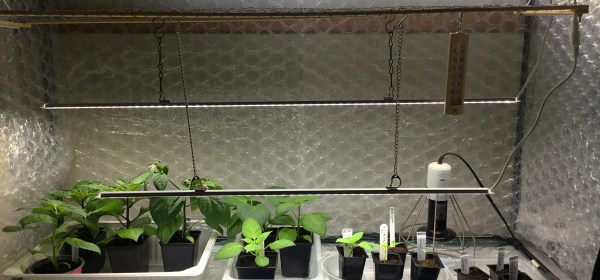 Pieniä chilintaimia kasvilamppujen alla taimiteltassa.