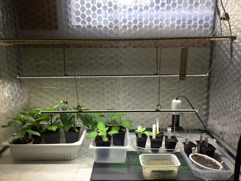 Pieniä chilintaimia kasvilamppujen alla taimiteltassa.