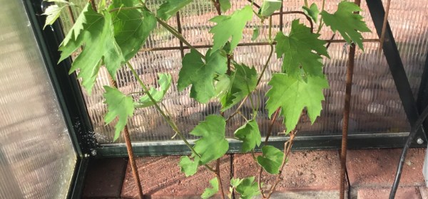 Pieni Someset Seedless -viiniköynnös.