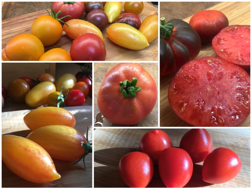 Tomaattisuunnitelmia