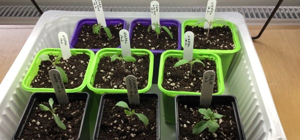 Yhdeksän pientä tomaaatintainta omissa ruukuissaan.