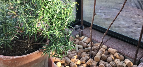 Viinipullon korkkeja viiniköynnöksen katteena kasvihuoneessa. Rosmariini kasvaa ruukussa vierellä.