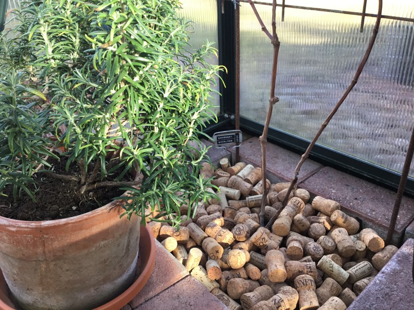 Viinipullon korkkeja viiniköynnöksen katteena kasvihuoneessa. Rosmariini kasvaa ruukussa vierellä.