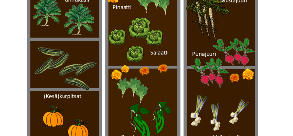 Pohjapiirros kolmen penkin muodostamasta kasvimaasta. Yhdessä penkissä palmukaalia ja kurpitsaa, toisessa salaattia, pinaattia ja papuja, kolmannessa mustajuuri, punajuuri ja valkosipuli. Kasvien seassa on muutama samettiruusu.