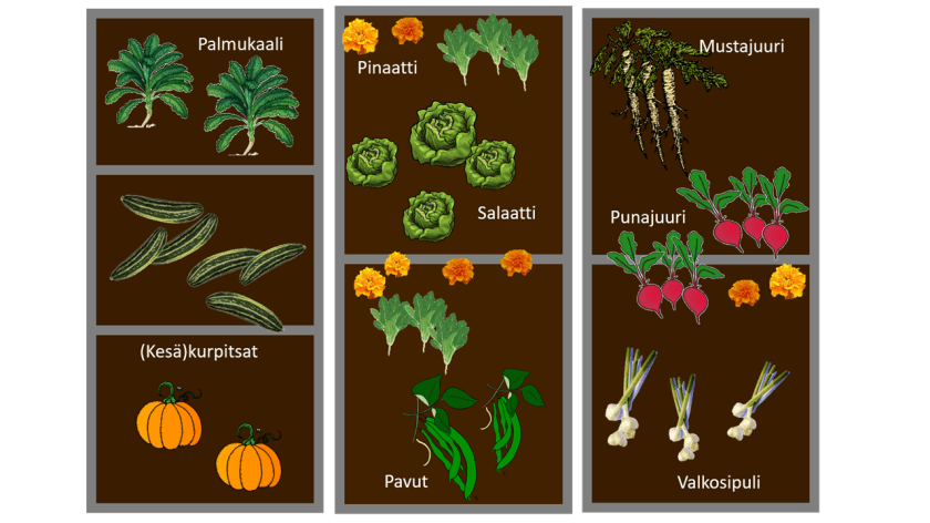 Pohjapiirros kolmen penkin muodostamasta kasvimaasta. Yhdessä penkissä palmukaalia ja kurpitsaa, toisessa salaattia, pinaattia ja papuja, kolmannessa mustajuuri, punajuuri ja valkosipuli. Kasvien seassa on muutama samettiruusu.