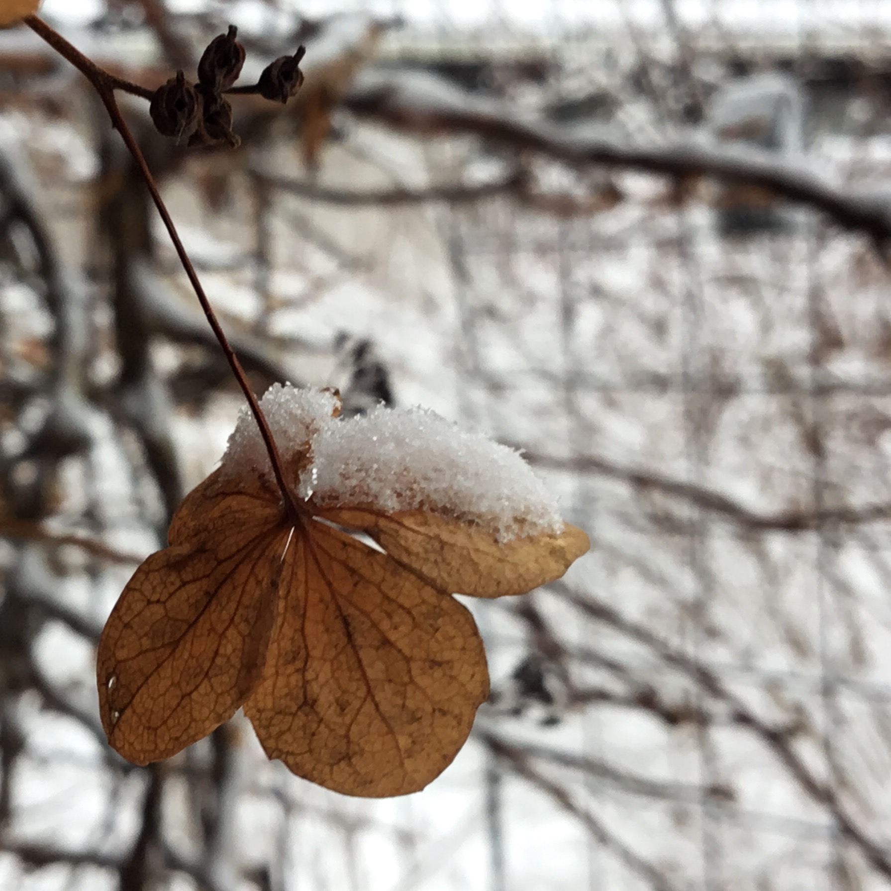 Köynnöshortensian kuivunut kukka.