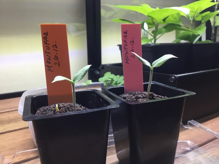 Kaksi pientä chilin taimea.