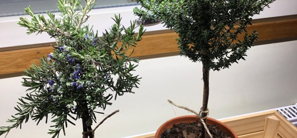 Rungolliset rosmariini ja timjami ruukuissa ikkunalla.