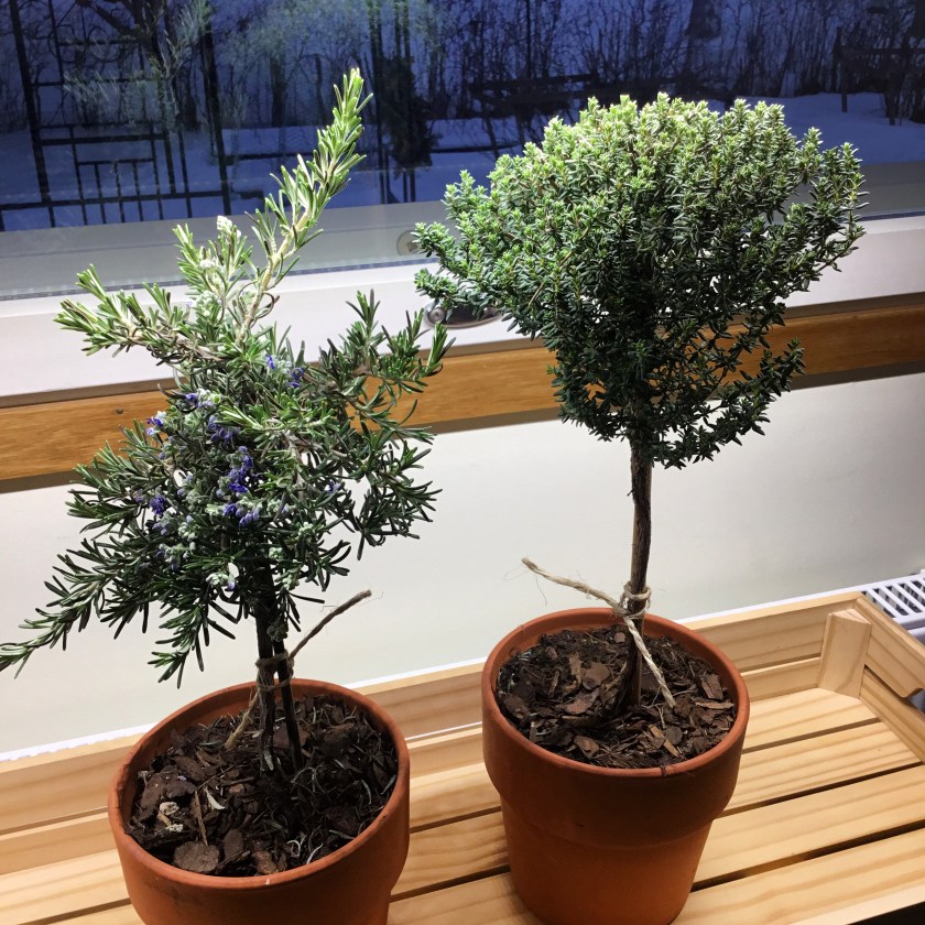 Rungolliset rosmariini ja timjami ruukuissa ikkunalla.