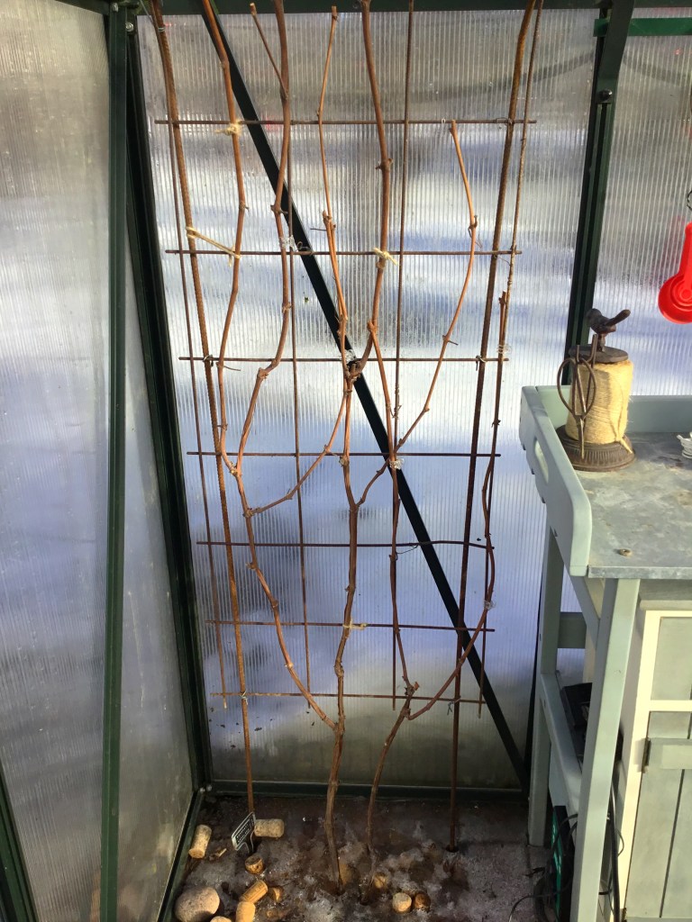 Kasvihuoneessa oleva viiniköynnös, jolle on tehty kevätleikkaus.