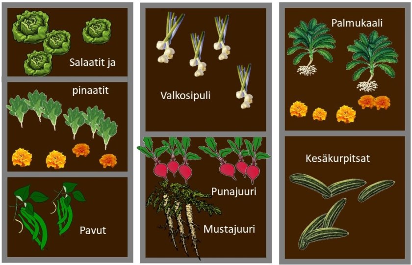 Kolmiosaisen kasvimaan viljelysuunnitelma