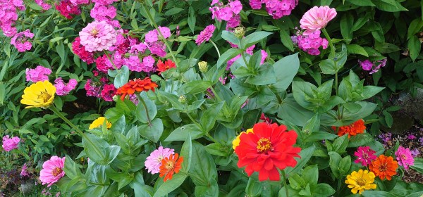 Erivärisiä zinnian kukkia.