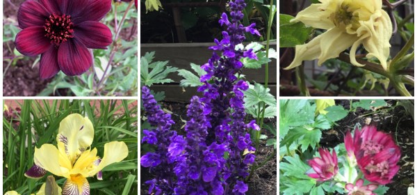 Viiden kuvan kollaasi, jossa perennapenkissä kukkivia kukkia