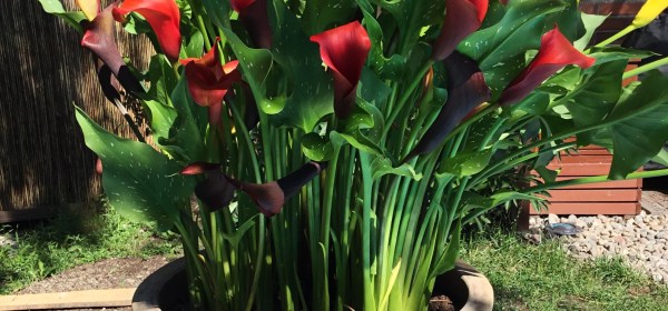 Eri värisiä kalloja ruukussa.