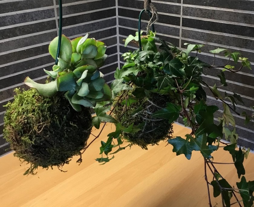 Paunikosta ja muratista tehdyt kokedama-pallot.