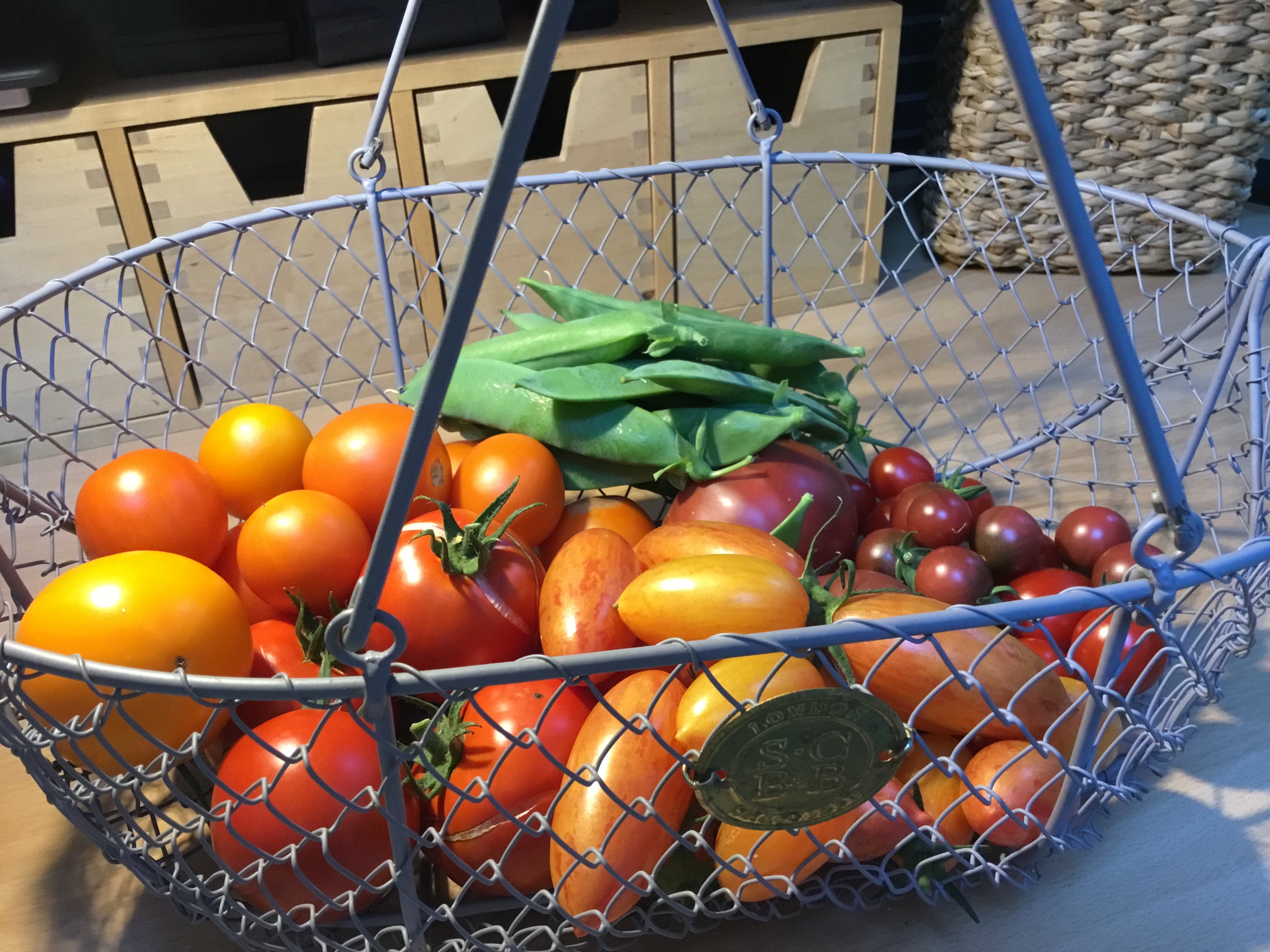 Tomaatteja sadonkorjuukorissa.