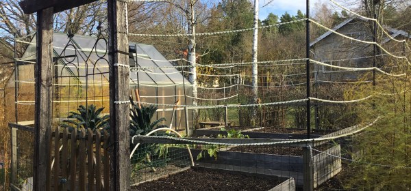 Tyhjät penkit kasvimaalla.