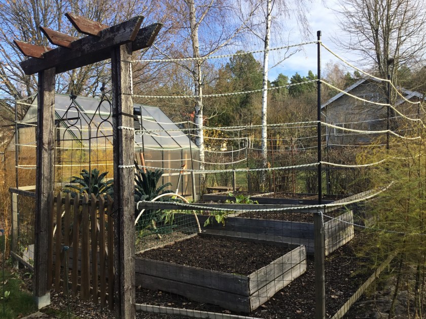 Tyhjät penkit kasvimaalla.