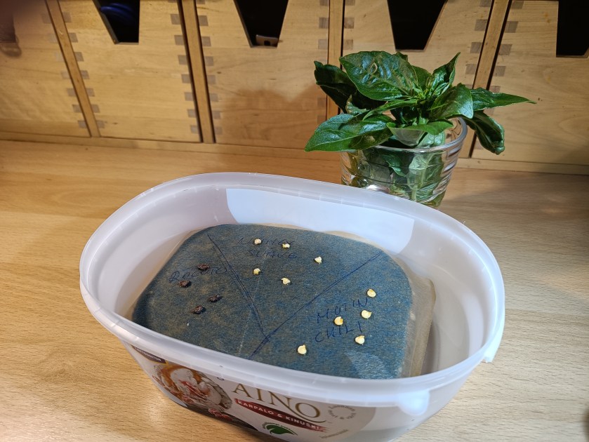 Jäätelörasiaan tehty kylvölautta, jossa chilin siemeniä itämässä.