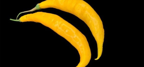 Kaksi keltaista Aji Guyana -chiliä.