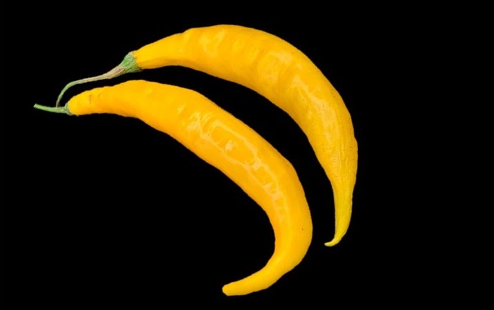 Kaksi keltaista Aji Guyana -chiliä.
