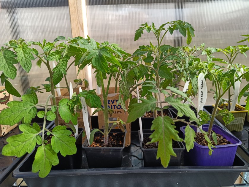Tomaatintaimia.