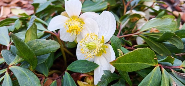 Jouluruusu kukkii puutarhassa.