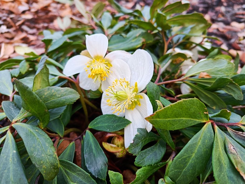Jouluruusu kukkii puutarhassa.
