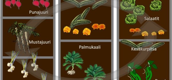 Kasvimaan viljelykartta.