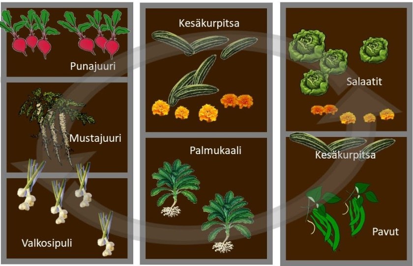 Kasvimaan viljelykartta.
