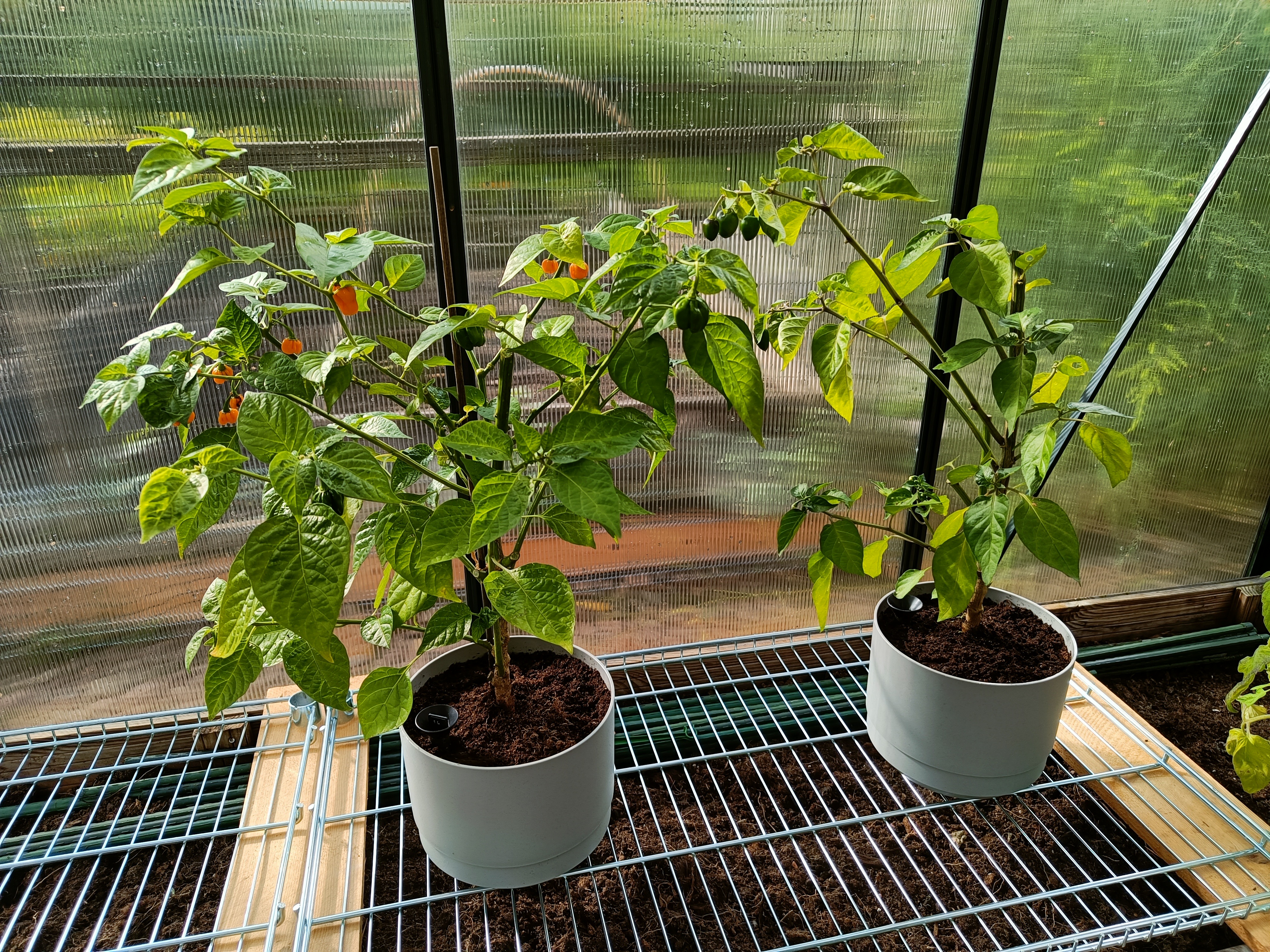 Chilikasvit Numex Suave Orange ja Dalle Khursani ruukuissa.