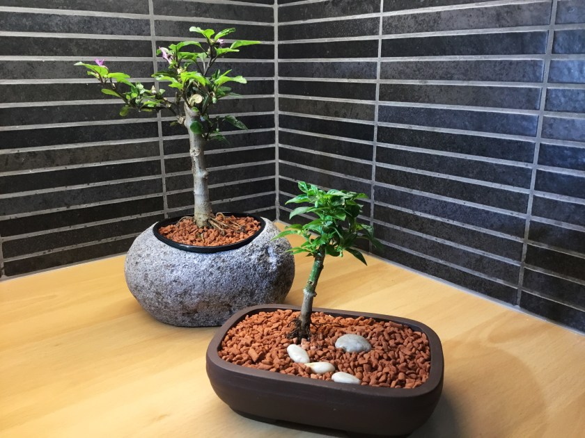 Chinese Five Color ja Numex Twilight -chilit.