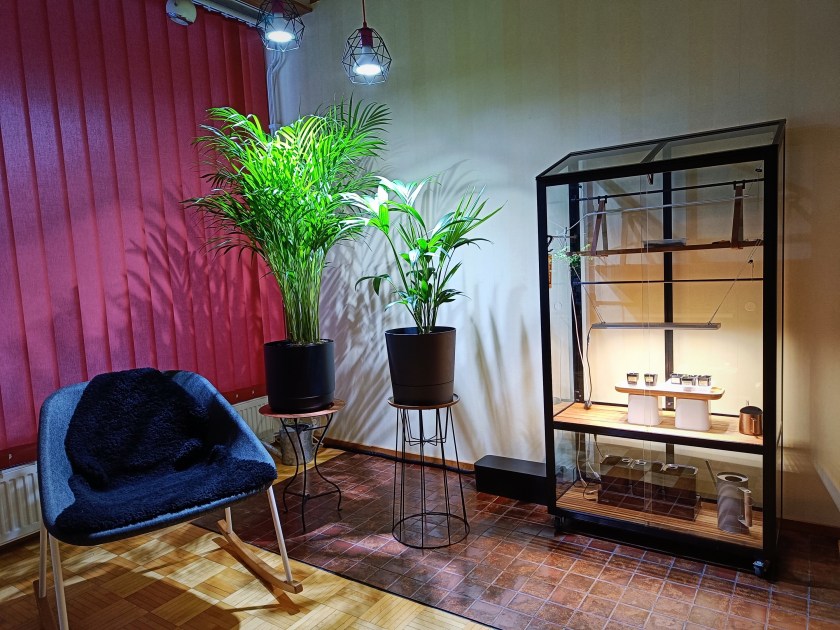 Kultapalmu ja kentiapalmu kasvikaapin vierellä olohuoneessa.