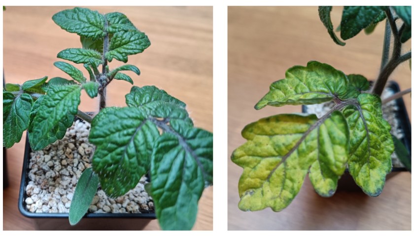 Kaksi kuvaa Blaue Zimmertomate-microdwarf-tomaatista.