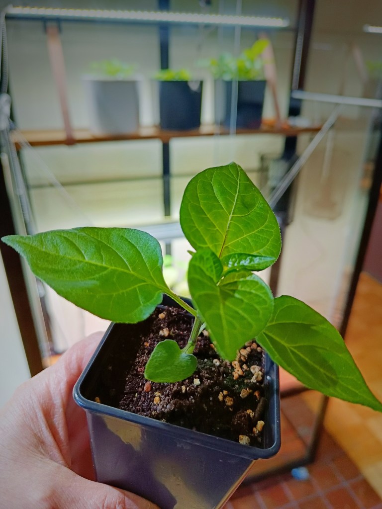 Dalle Khursani -chilin 15-senttinen taimi ruukussa.