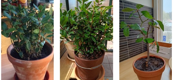 Kolmen kuvan sarja laakeripuusta seitsemän vuoden ajalta.