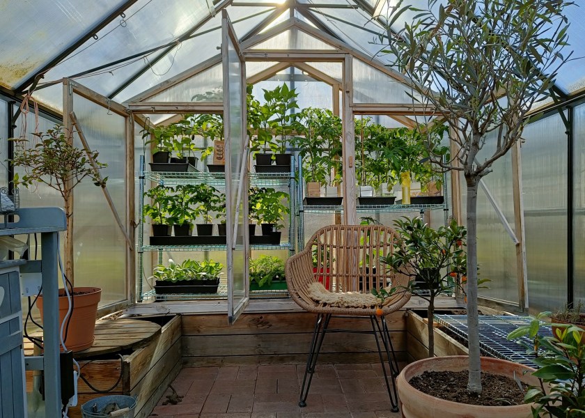 Pieni taimia varten oleva kasvihuone isomman kasvihuoneen sisällä.