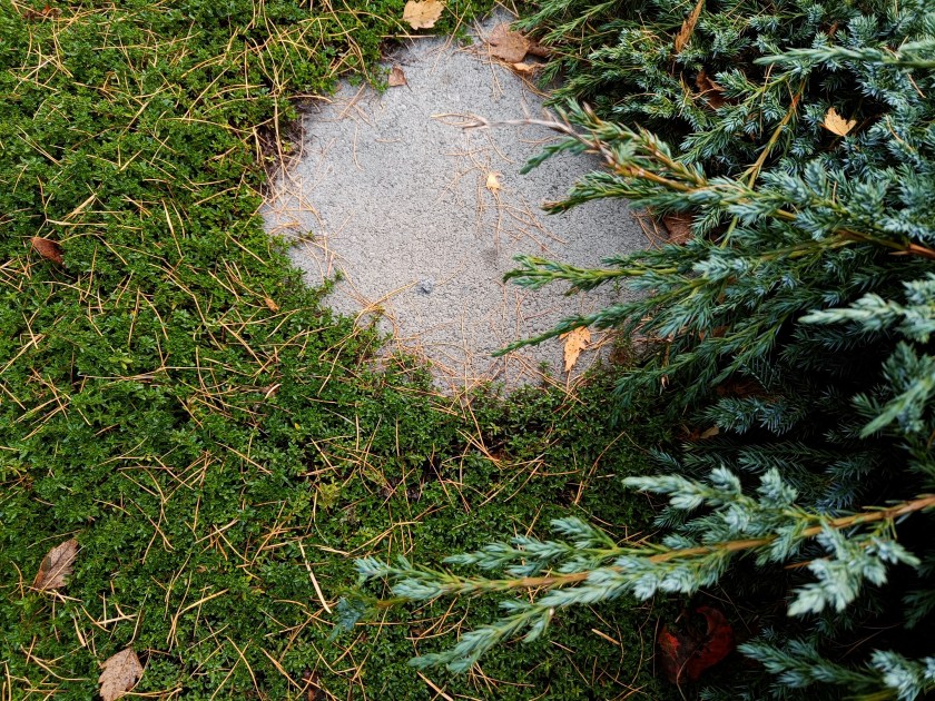 Pyöreän betonilaatan ympärillä kasvavaa ajuruohoa. Reunassa näkyy sinikatajaa.
