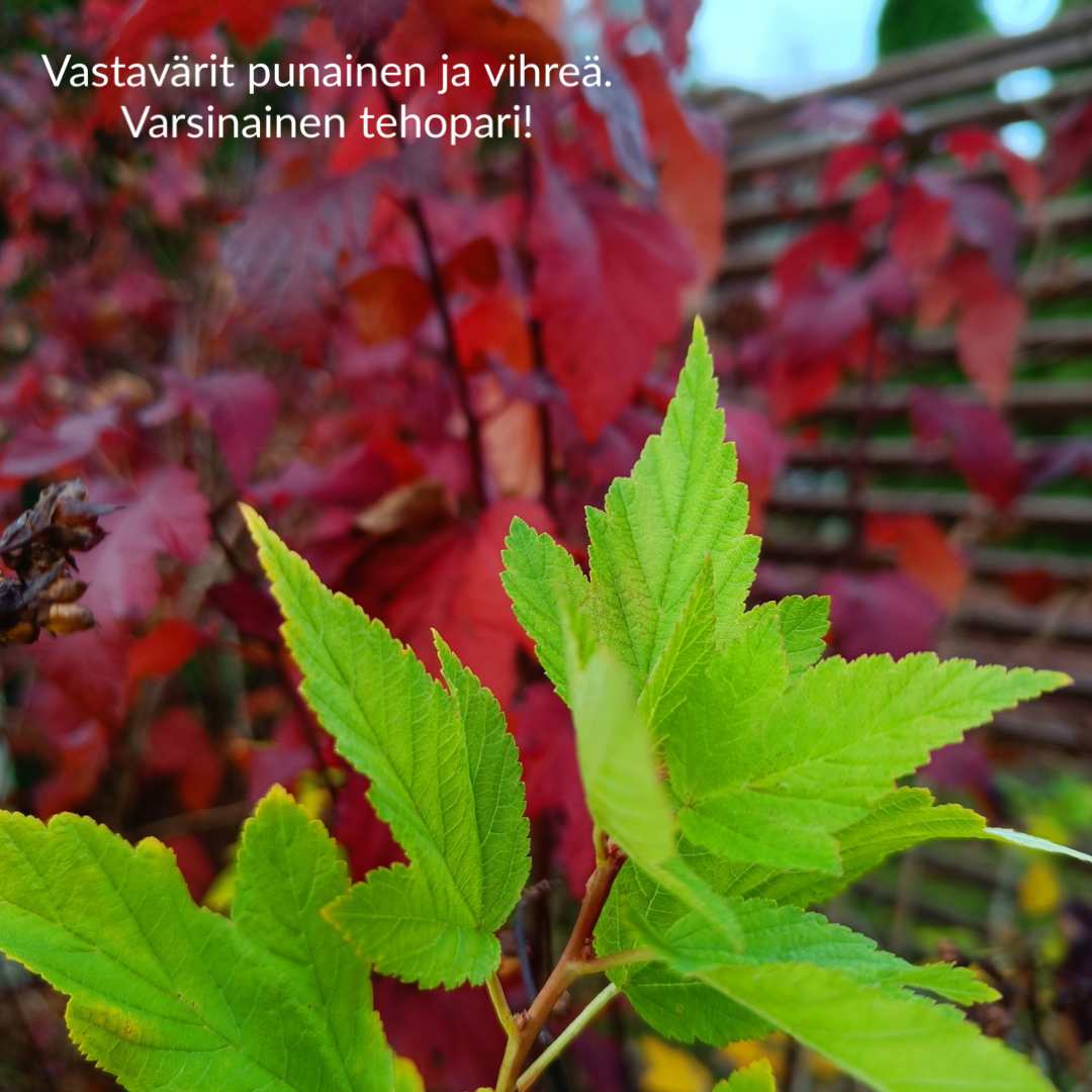 Vastavärit punainen ja vihreä, eli pari vihreää angervon lehteä punalehtistä pensasta vasten.