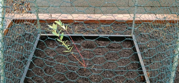 Pieni hakuropajun taimi verkkohäkin suojissa.